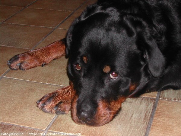 Photo de Rottweiler