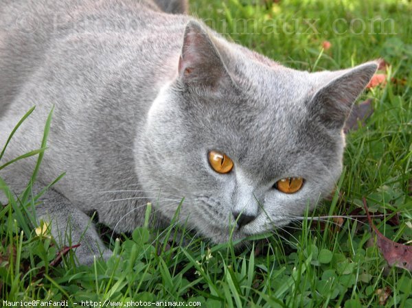 Photo de British shorthair