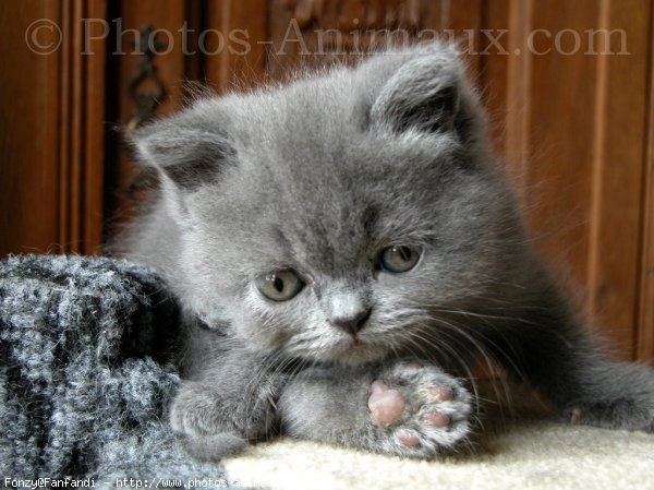 Photo de British shorthair