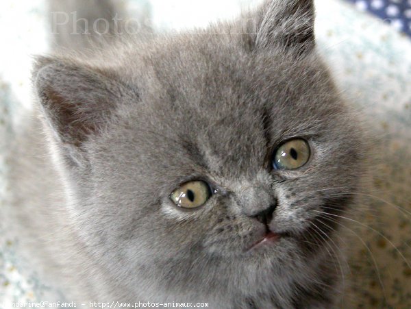 Photo de British shorthair