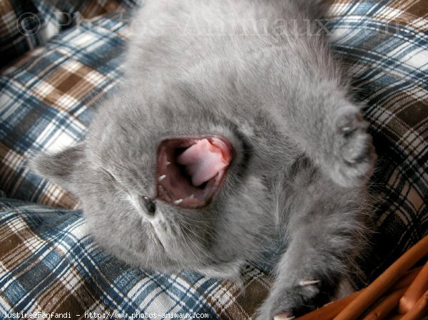 Photo de British shorthair