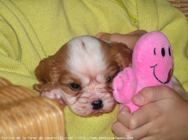 Photo de Cavalier king charles spaniel