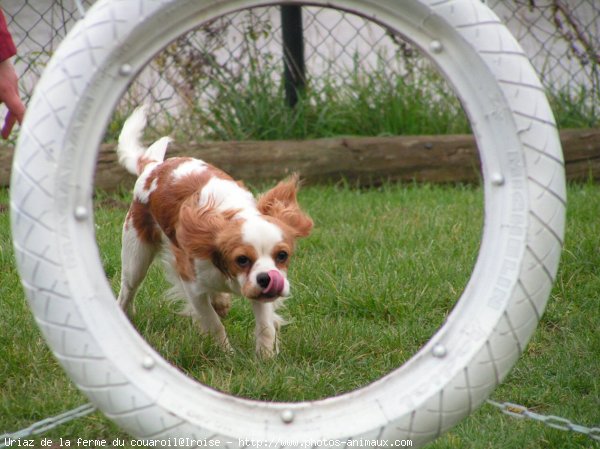 Photo de Cavalier king charles spaniel