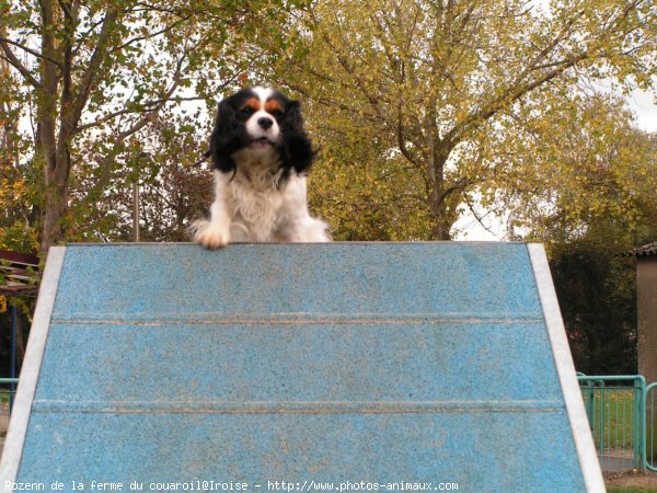 Photo de Cavalier king charles spaniel