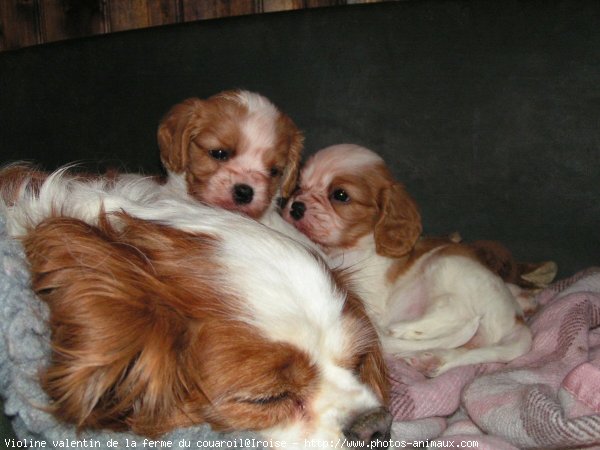 Photo de Cavalier king charles spaniel