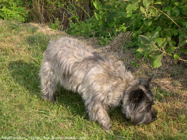 Photo de Cairn terrier