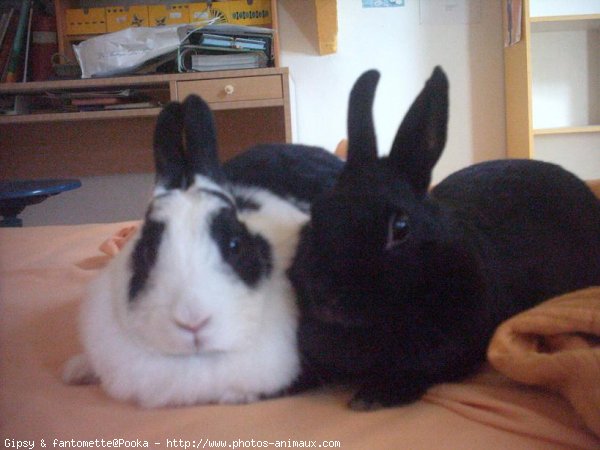 Photo de Lapin