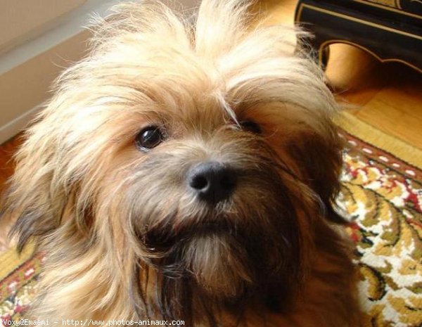 Photo de Lhassa apso