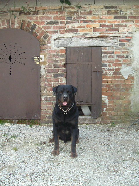 Photo de Rottweiler