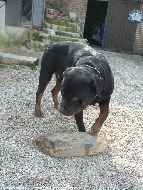 Photo de Rottweiler