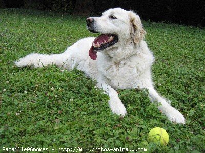 Photo de Golden retriever