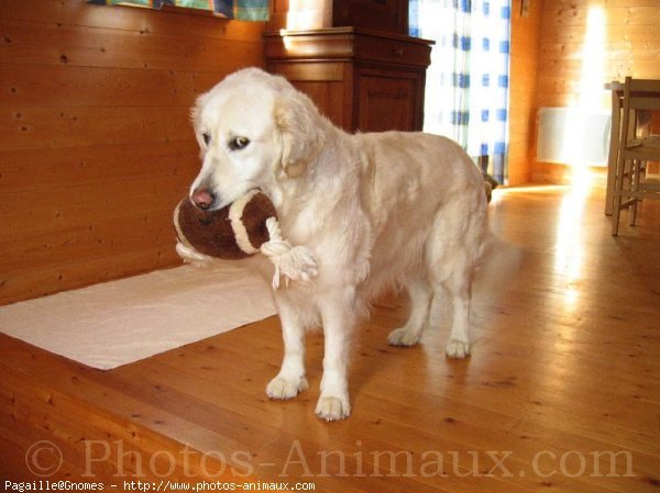 Photo de Golden retriever