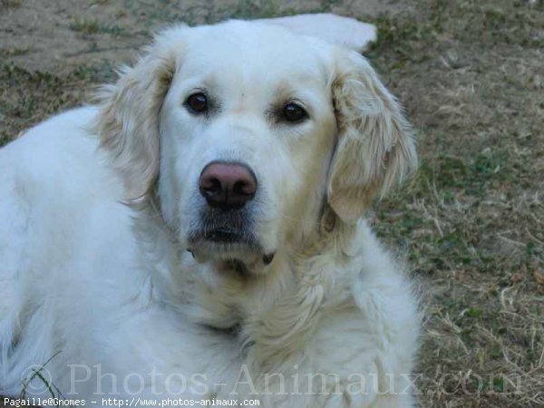 Photo de Golden retriever