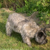 Photo de Cairn terrier