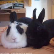 Photo de Lapin