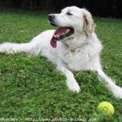 Photo de Golden retriever