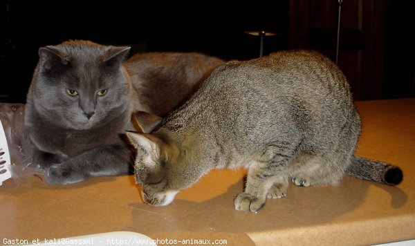 Photo de Races diffrentes