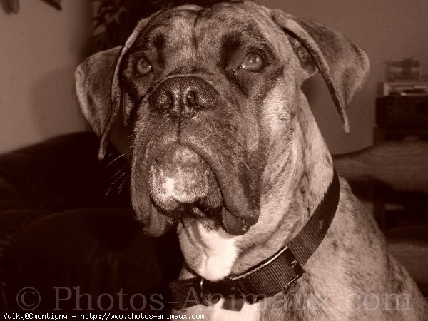 Photo de Boxer