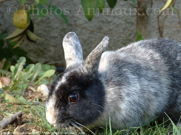 Photo de Lapin