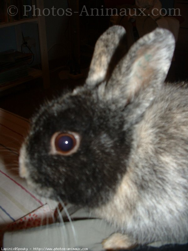 Photo de Lapin