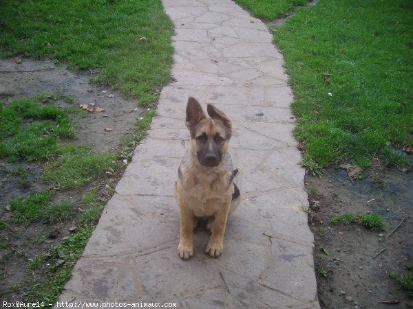 Photo de Berger allemand  poil court