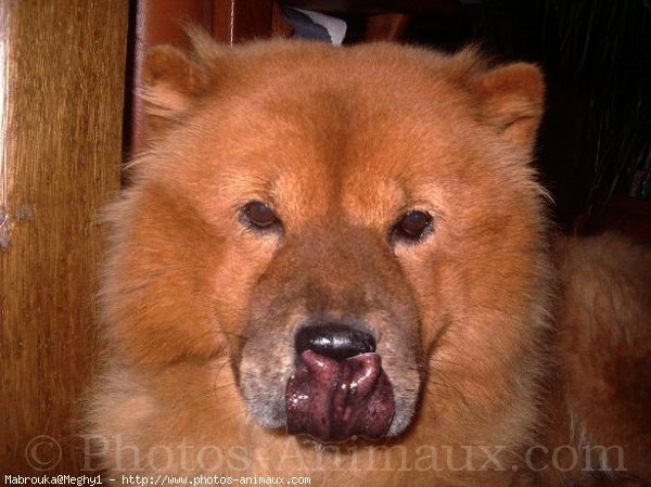 Photo de Chow chow