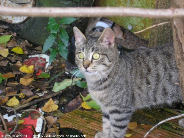 Photo de Chat domestique