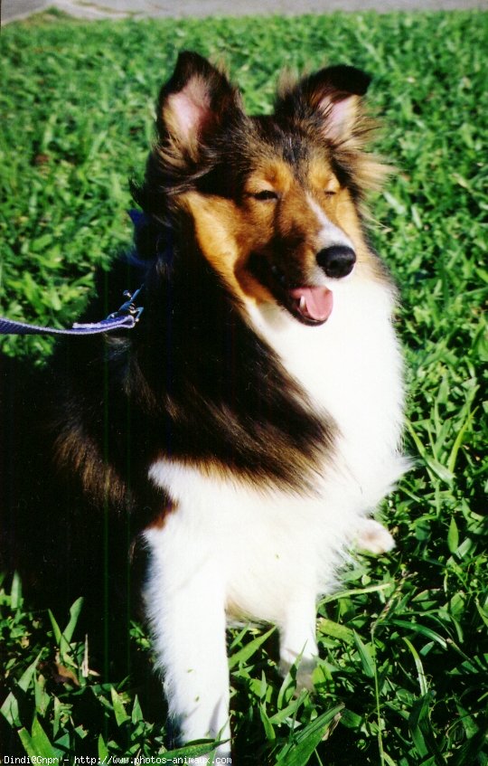 Photo de Chien de berger des shetland