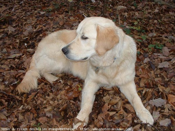 Photo de Golden retriever