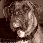 Photo de Boxer