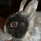 Photo de Lapin