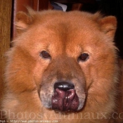 Photo de Chow chow