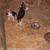 Photo de Beagle