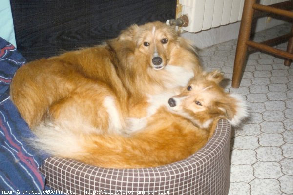 Photo de Chien de berger des shetland