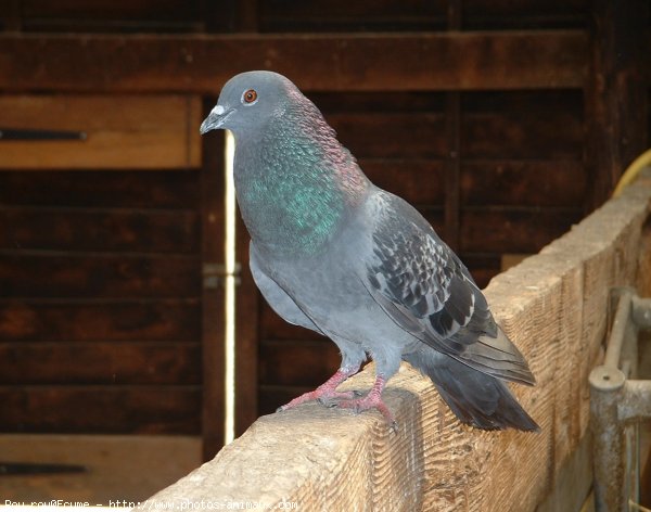 Photo de Pigeon