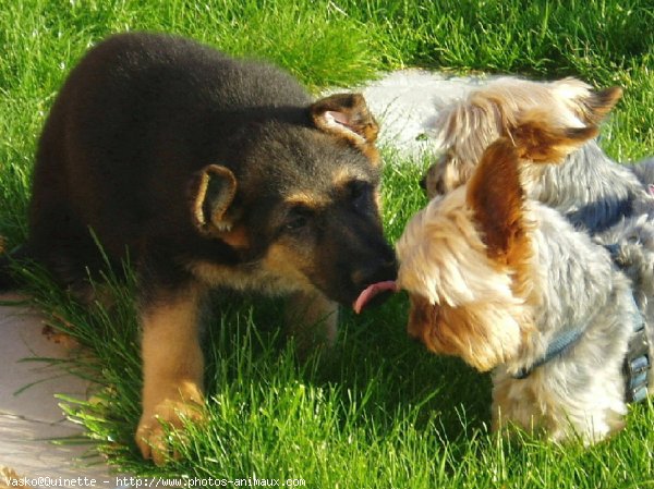 Photo de Berger allemand  poil court