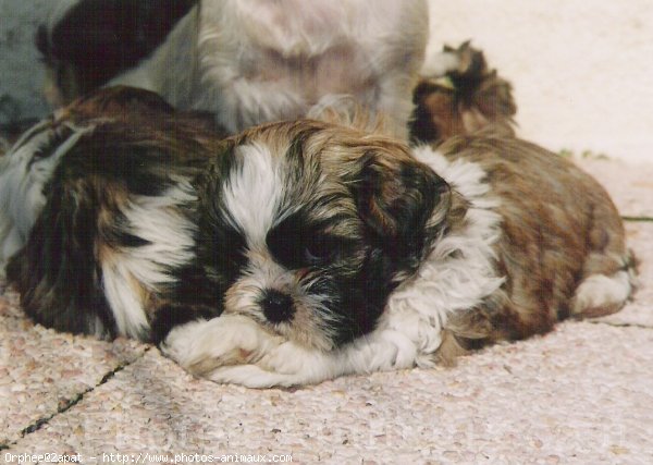 Photo de Shih tzu