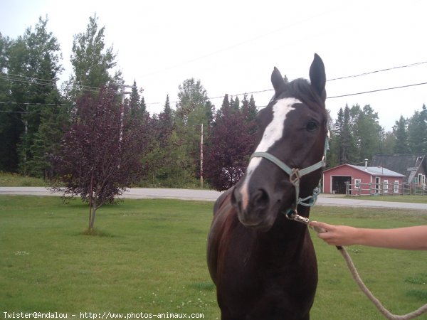 Photo de Quarter horse