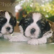 Photo de Shih tzu