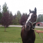 Photo de Quarter horse