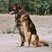 Photo de Leonberg