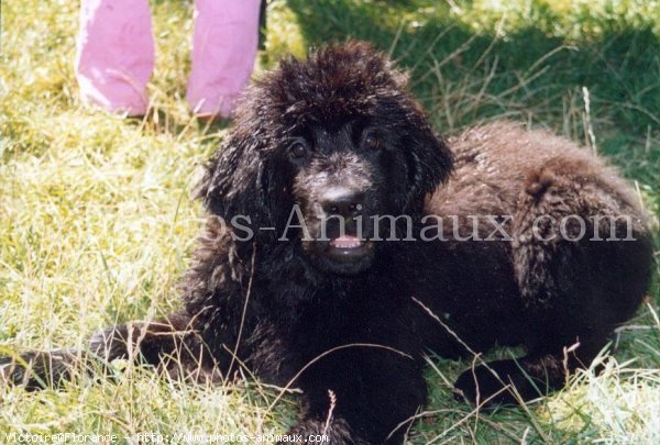 Photo de Chien de terre-neuve