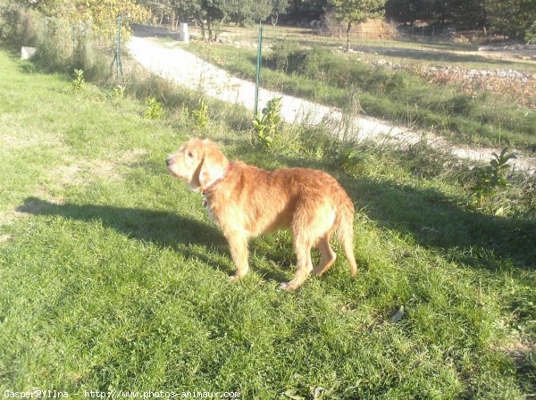 Photo de Griffon fauve de bretagne