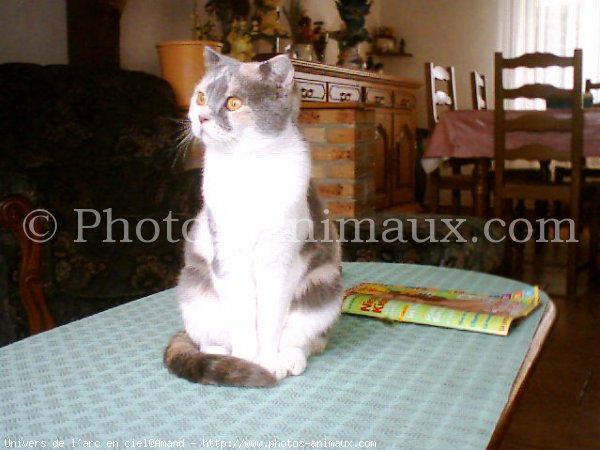 Photo de Scottish fold