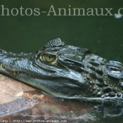 Photo de Crocodile