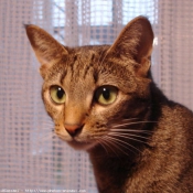 Photo d'Ocicat