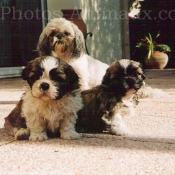 Photo de Shih tzu