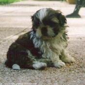 Photo de Shih tzu