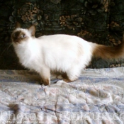 Photo de Sacr de birmanie