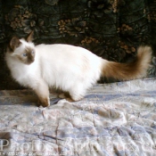 Photo de Sacr de birmanie